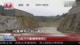 热点-宁波-几百万只蜜蜂离奇死亡