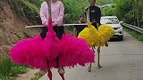 一对鸵鸟走个秀