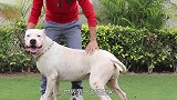 世界第一凶猛的狗，一旦咬住目标就绝不松口，除非被击毙！