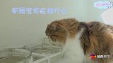 猫咪足球赛已经开始，小猫咪们加油啊