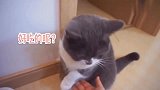 如何让猫咪在2分钟内快速学会跟人握手这个方法主人屡试不爽！