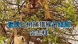 老虎上树捕猎猴子结局会怎样