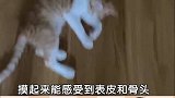 快看看你家猫咪身材完美吗