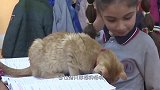 书店老板好心收留的流浪橘猫，没想到是一只“招财猫”！