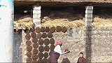 藏族人民正在用晒牛粪，晒干了可以烧火用，这是当地的一种风俗！