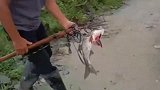 一顿操作猛如虎，鱼胆扎破肉发苦，这样的鱼一定不好吃
