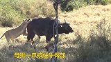 母狮一爪按住野牛后背，一爪按住腿，嘴在吃尾巴