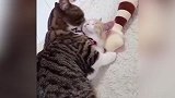 猛男不容错过！铲屎官家的两只矮脚喵星人 每天都腻歪在一起