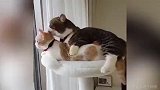 虐死单身狗！铲屎官家的两只腻歪小猫咪 萌死人了