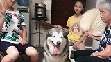 洛洛掉进福窝了，一家老小伺候它，这家伙幸福的眼睛都笑没了