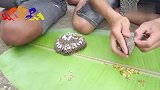 在蜂巢里取出蜂蛹，炒熟后配上一碗白粥，那叫一个美味