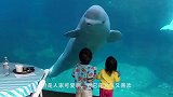 白鲸不停对男饲养员身旁的女生吐口水，这难道是吃醋了