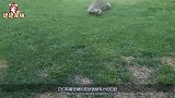 猴子偷食科莫多巨蜥的蛋，结果被人家给整个吃了，镜头拍下全过程