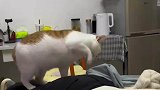 女子当着猫猫面放了屁，不料猫猫当粑粑埋了起来
