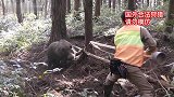 眼镜男一人收拾野猪