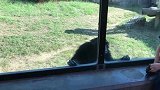 萌娃隔着橱窗深情的看着大猩猩，好温柔的样子，好善良