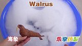 乐享动物乐园带你认识海象和小丑鱼深海龙虾