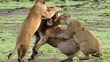 雌狮警告雄狮不要靠近幼崽，母亲护犊心切，势不可挡!