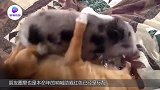 法国以猪为主的节日不仅学猪叫，还要学出感情