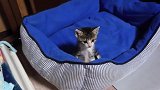 小奶猫霸占吉娃娃的床，吉娃娃对着主人狂告状