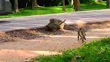猴王不懂得怜香惜玉，暴打母猴，谁能相信恋爱时的甜言蜜语呢？