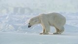 北极熊：环斑海豹爬到冰层上，隔多远都可以被北极熊发现