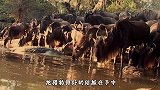 河马一口咬住鳄鱼，鳄鱼毫无招架之力，镜头记录鳄鱼惨烈瞬间！
