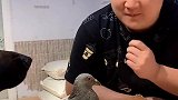 主人对鸽子虎视眈眈，还想拉着德牧一起干坏事，真是臭味相投
