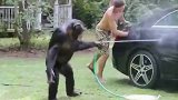黑猩猩专业洗车，有模有样