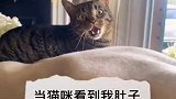 当猫咪看见我肚子里的宝宝在动，这惊讶的表情，都忍住了别笑！