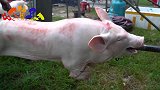 无聊的时候就去看人家做烤猪，肥猪慢慢变金黄的过程太治愈了！