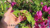 养三角梅就要“虐待”它，饥饿一个月，开花成大花树