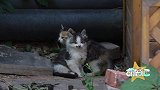 小猫被野猫叼走，猫妈妈终日抑郁日渐消瘦