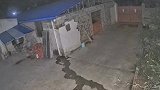 大象迁徙闯进家里，网友：土匪才这么砸门