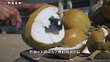 大爷用牙齿咬20万个椰子，练成“铁牙功”，咬椰子如同吃香蕉！