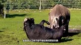 男子爬到树上近距离看犀牛，不料犀牛突然冲过来，镜头记录全过程