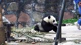 饲养员趁机偷摸小熊猫，小熊猫表情笑翻了，网友：这也太傲娇了