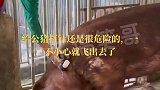 给公猪打针还是很危险的，一不小心就飞出去了