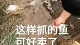 这样抓的鱼可好卖了