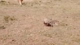 花豹猎物被雄狮半路打劫！