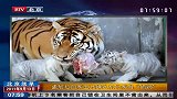 孟加拉白虎五兄妹因虎妈奶水不足 集体认东北虎当“奶妈”