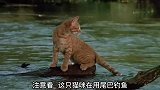 不得不服，猫咪竟然学会了用尾巴钓鱼