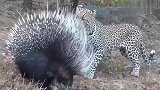 花豹盯上豪猪，可是又怕它满身的刺会刺痛自己，在一旁都愁死了
