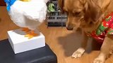鸡蛋，我们只吃新鲜的