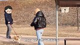 女主人假装成路人，柴犬会跟她走吗看完请忍住别笑