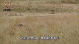 猎豹捕猎羚羊，不料高智商羚羊装死欺骗它，镜头记录全过程