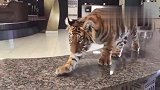 小老虎家中有威严，猫狗不敢随意靠近，王者的魅力所在！