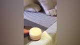 你在干什么呢原来小猫咪正在拿东西，它真的会拿到了吗