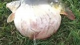 这鱼怎么了是肝腹水患者吗？