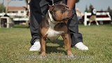 比特犬突然发狂咬向男子，同伴着急用石头砸狗，镜头记录惨烈一幕